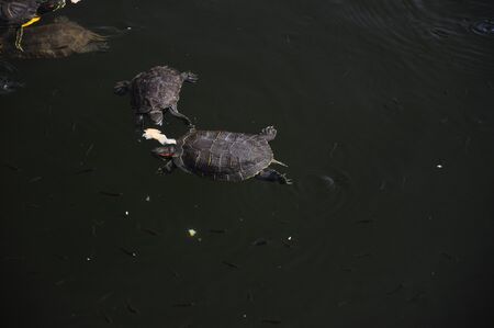 Little wild turtles swim in the lake in a natural environment and eat bread