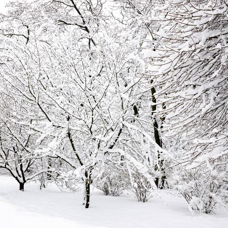 Winter trees are covered with white, pure, fluffy snowの写真素材