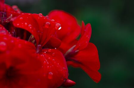 Red garden flower with dew drops on the leaves. Close-upの写真素材