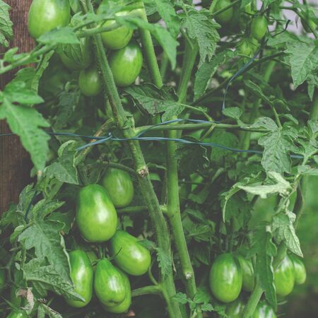 Young green tomatoes grow on a bush on a garden. Organic foodの写真素材