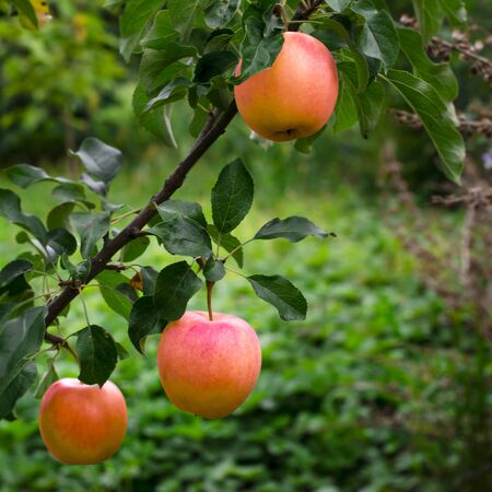 Ripe juicy apples grow on a tree in an open-air garden