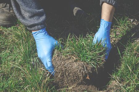 Garden works: A man in blue rubber gloves prepares the ground for planting plants. Weed weeding