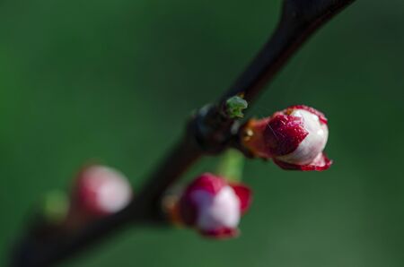 Pink undissolved light of a young apricot in the spring garden. Close-upの写真素材