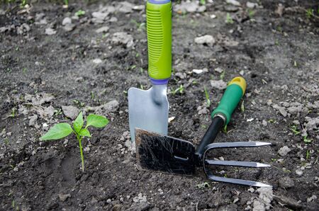 Young sweet pepper seedlings when planted in the ground next to garden toolsの写真素材