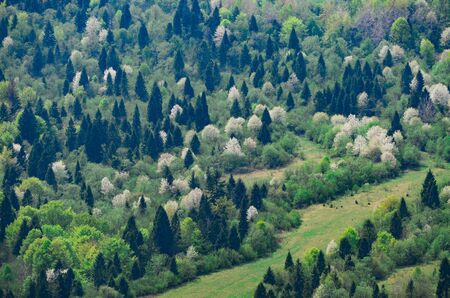 Colorful trees grow on spring mountain slopes. Spring natureの写真素材