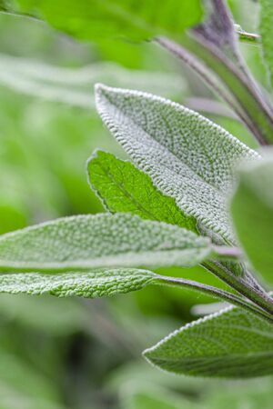 Medicinal herbs. Unconventional medicine. Leaves of medicinal sageの写真素材