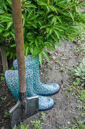 A shovel and shoes for garden work stand on the ground near the peony bush. Close-upの写真素材