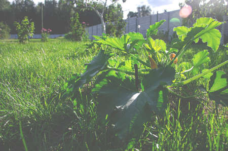 A zucchini bush with large leaves and yellow flowers grows in the summer gardenの写真素材
