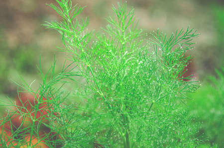 A small drop of rain on a green branch of dill in a garden