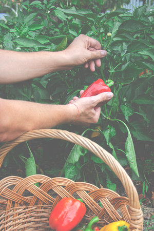 Organic food. Farmer's hands harvest red sweet peppers in basketの写真素材