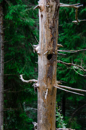 An old dry tree with a hollow squirrel in an age-old forest