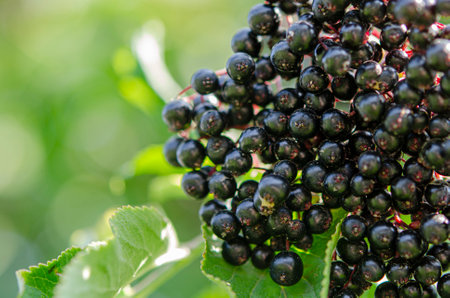 A juicy bunch of black elderberry grows on a tree. Close-up