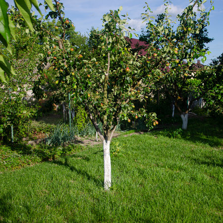 A young orchard near a country house. Dacha. Gardenの写真素材