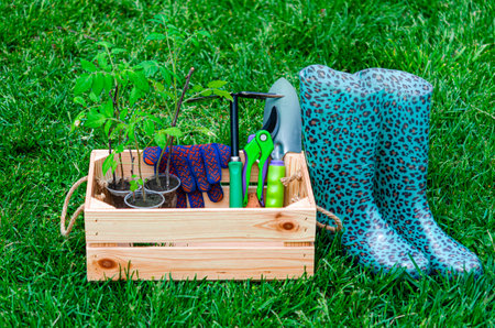 Set for spring gardening. Set for planting seedlings of tomatoes. wooden box in the gardenの写真素材