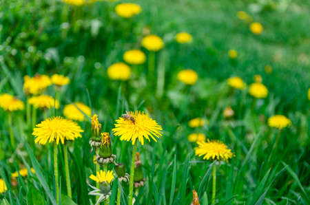 Spring green lawn with yellow dandelion flowers. Spring. Background