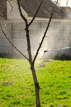 Spring gardening. Processing fruit trees from insects and diseasesの写真素材