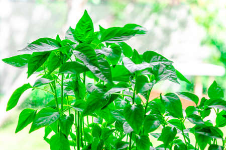 A young green seedling of sweet pepper and chilli pepper grows on the windowsill. Garden and vegetable gardenの写真素材