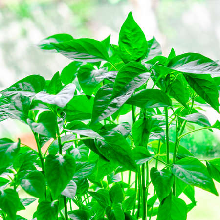 A young green seedling of sweet pepper and chilli pepper grows on the windowsill. Garden and vegetable gardenの写真素材