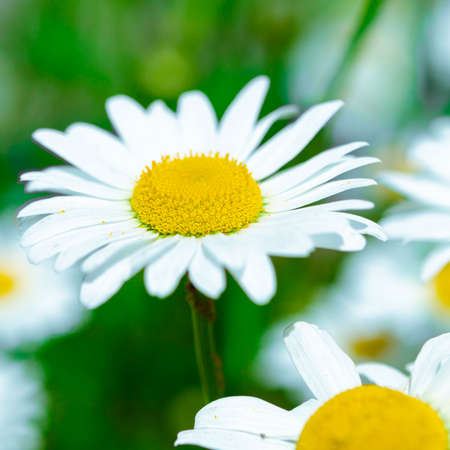 Flowers. Flowers of white garden daisies in the summer gardenの写真素材
