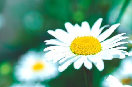 Flowers. Flowers of white garden daisies in the summer gardenの写真素材