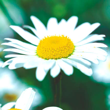 Flowers. Flowers of white garden daisies in the summer gardenの写真素材