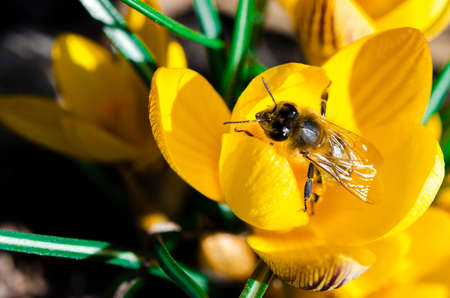 Bee collects nectar on yellow crocus flowerの写真素材