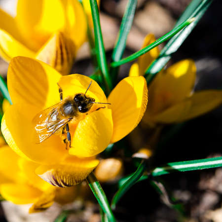 Bee collects nectar on yellow crocus flowerの写真素材