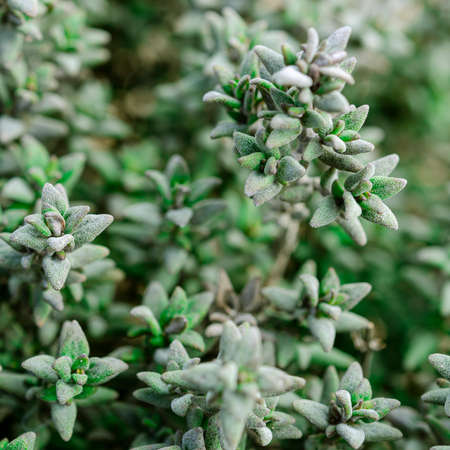 Green Lemon Thyme plant, close up macroの写真素材