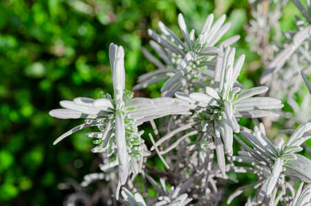 A lavender bush with young leaves grows in an open-air gardenの写真素材