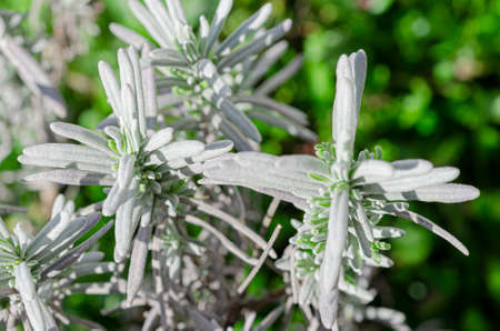 A lavender bush with young leaves grows in an open-air gardenの写真素材