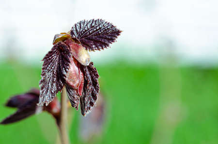 Young purple hazelnut leaves in an open-air garden. Close-upの写真素材