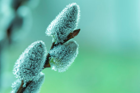 Beautiful pussy willow flowers branches.の写真素材