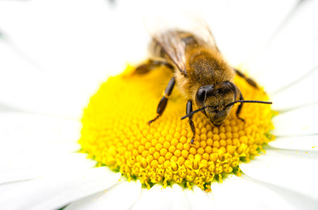 The bee sits on a chamomile flower and collects nectarの写真素材