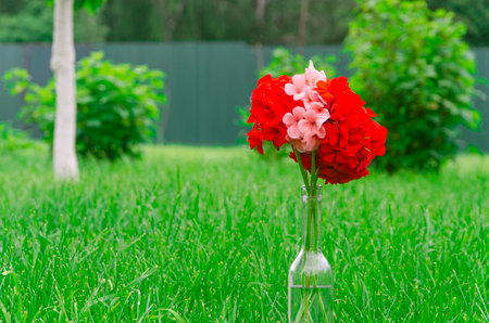 A bouquet of bright red and pink geranium flowers stand in the garden on a green lawnの写真素材