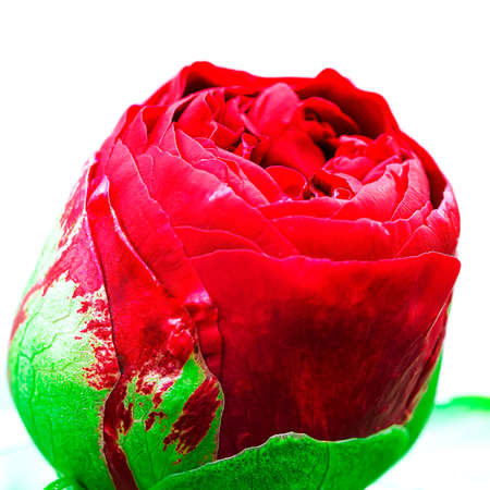 Bright red peony bud on a white background close upの写真素材