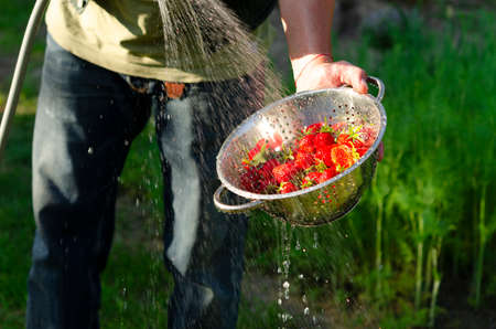 Fresh organic strawberries in a colander are rinsed with clean water. Organic food