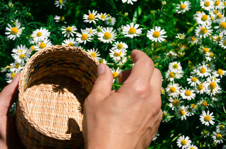 Man harvesting chamomile flower heads on the meadow.の写真素材