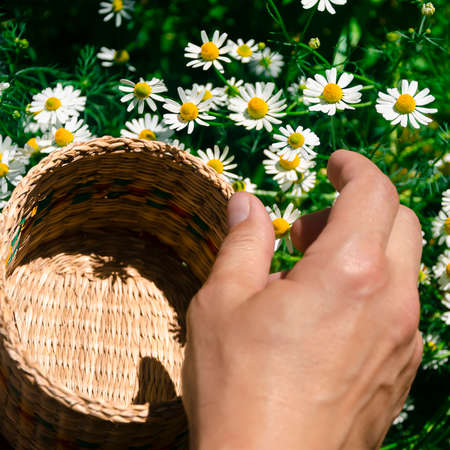 Man harvesting chamomile flower heads on the meadow.の写真素材
