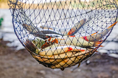 Freshly caught river rudd fishes on wooden background. Just caught rudd lying on fishing netの写真素材