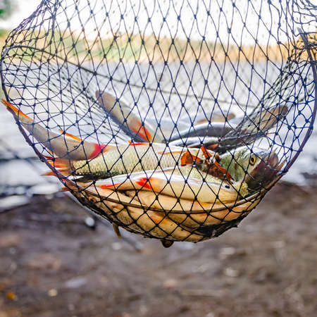 Freshly caught river rudd fishes on wooden background. Just caught rudd lying on fishing netの写真素材