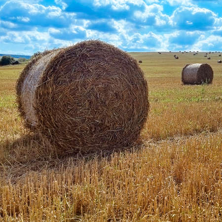 Agriculture field with sky. Rural nature in the farm land. Straw on the meadow. Wheat yellow golden harvest in summerの写真素材