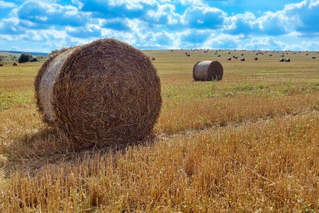 Agriculture field with sky. Rural nature in the farm land. Straw on the meadow. Wheat yellow golden harvest in summerの写真素材