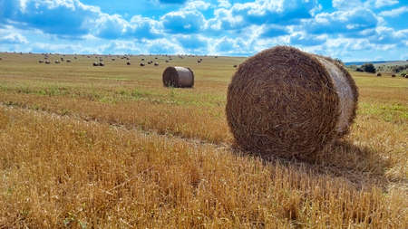 Agriculture field with sky. Rural nature in the farm land. Straw on the meadow. Wheat yellow golden harvest in summerの写真素材