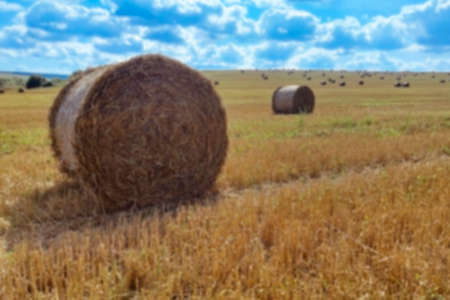 Blurred. Agriculture field with sky. Rural nature in the farm land. Straw on the meadow. Wheat yellow golden harvest in summerの写真素材