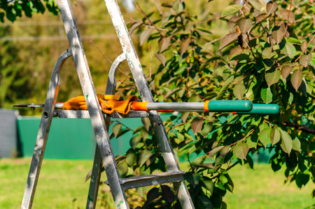 Seasonal pruning trees with pruning shears. Gardener pruning fruit trees with pruning shears. Taking care of garden. Cutting tree branch.の写真素材