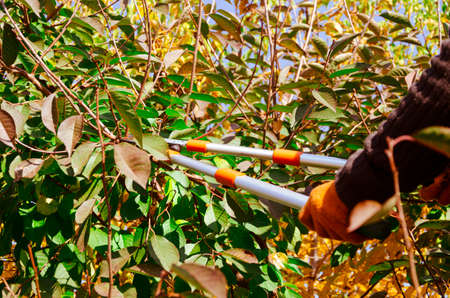 Seasonal pruning trees with pruning shears. Gardener pruning fruit trees with pruning shears. Taking care of garden. Cutting tree branch.の写真素材