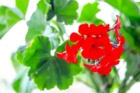 Close-up beautiful blossom Geranium flowers and leaves with blur background. a bouquet of flowers in the gardenの写真素材