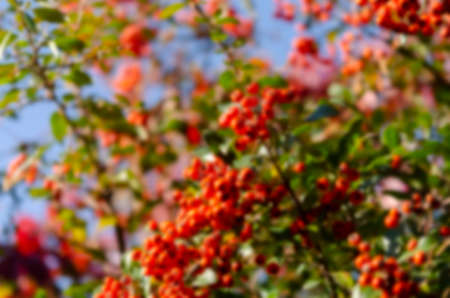 Blurred. Vibrant ripe orange red rowan berries on a rowan tree branches bottom up view, beautiful colorful rowan berries in summer autumn gardenの写真素材