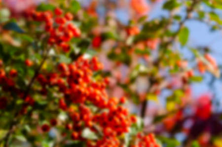 Blurred. Vibrant ripe orange red rowan berries on a rowan tree branches bottom up view, beautiful colorful rowan berries in summer autumn gardenの写真素材
