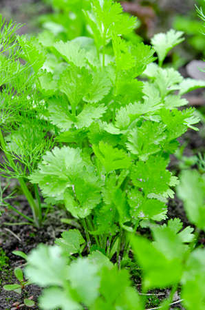 Health benefits of coriander. Coriander is loaded with antioxidantsの写真素材